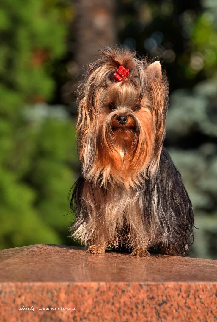 йоркширский терьер 7 месяцев фото.