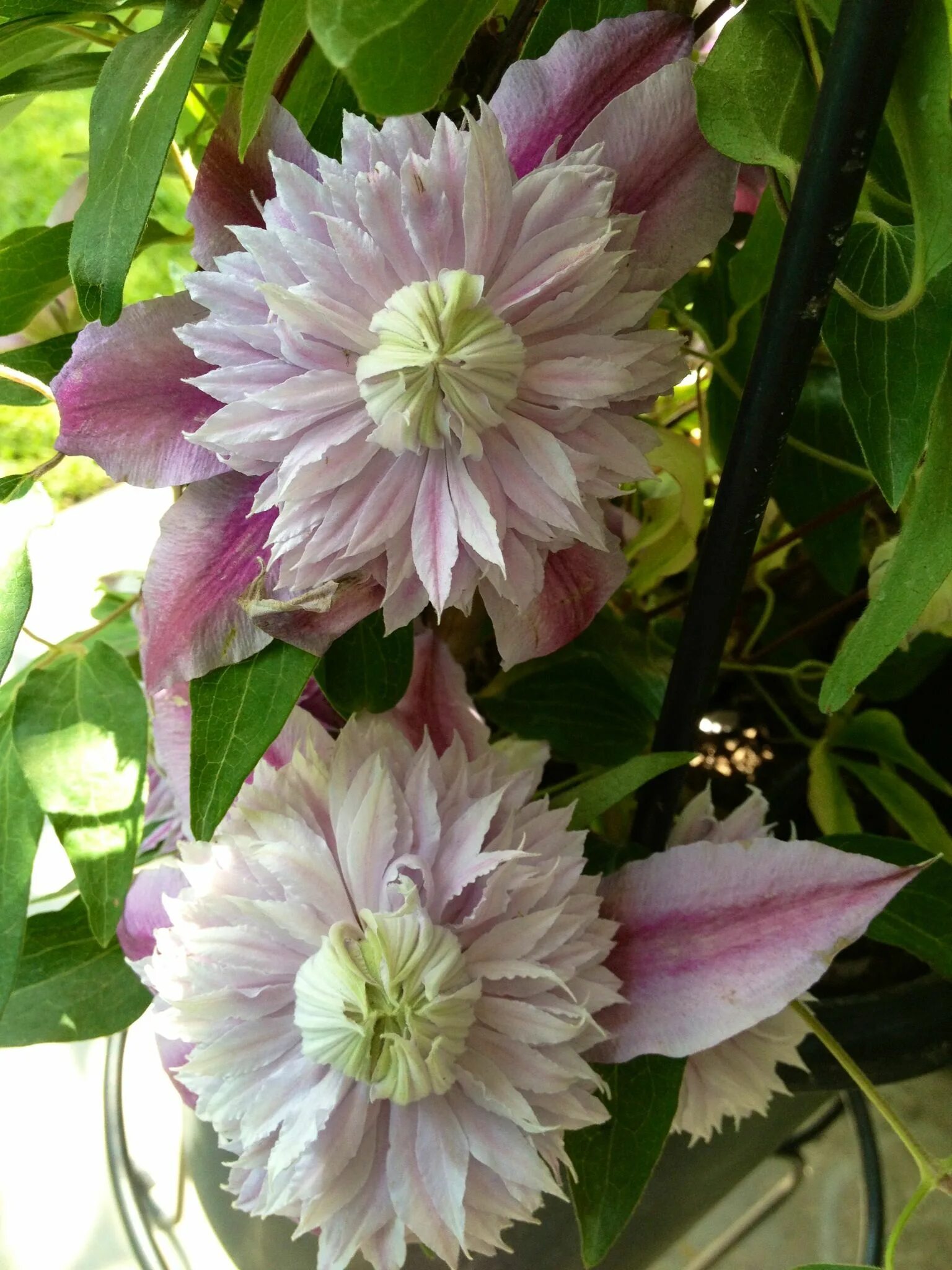 Клематис Мидори. Клематис (Clematis Midori).