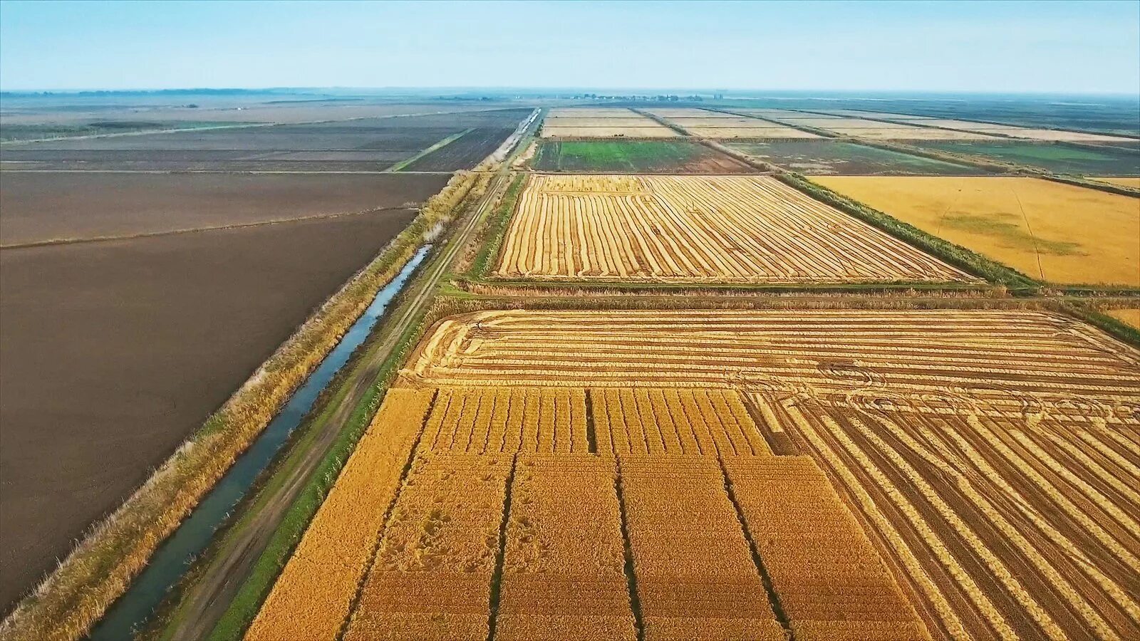 Краснодарские поля риса. Рисовые поля на Кубани. Плантации риса в Краснодарском крае. Рисовые поля в Краснодаре.