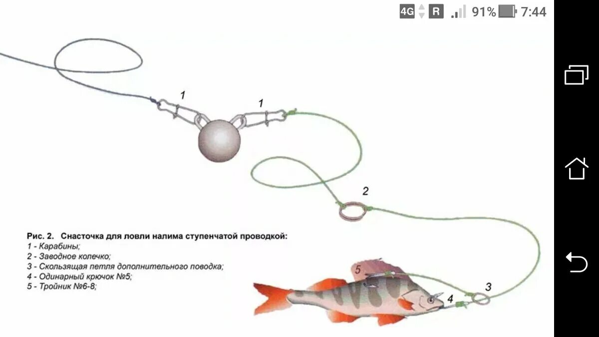 Оснастки на ловлю щуки. Монтаж донной снасти для ловли окуня. Монтаж донной снасти для ловли судака. Ловля судака на живца с берега оснастка. Оснастка для ловли судака на живца.