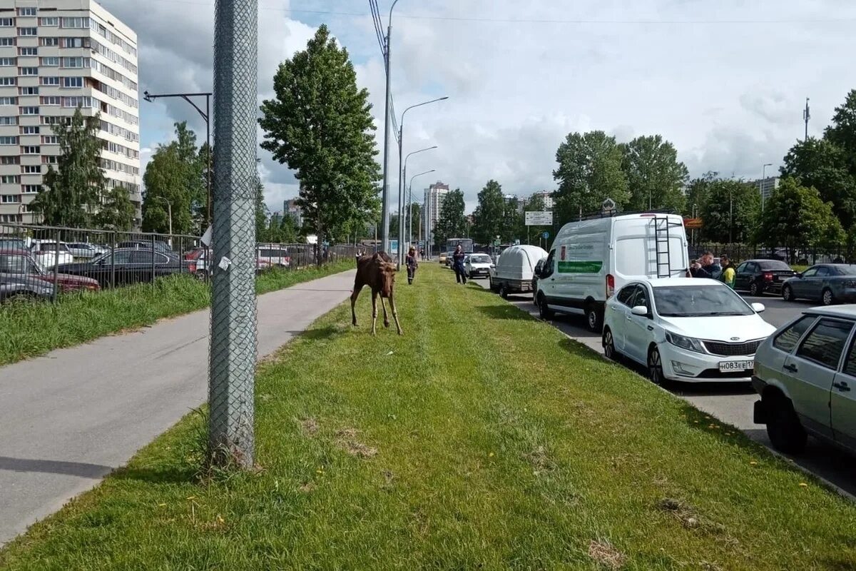 Лось в Калининском районе. Санкт-Петербург дороги в городе. Лось на улице Ушинского.