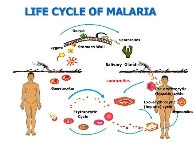 Malaria Life Cycle. Plasmodium falciparum жизненный цикл. Plasmodium Life Cycle. Plasmodium Vivax жизненный цикл. Заражение человека малярией происходит