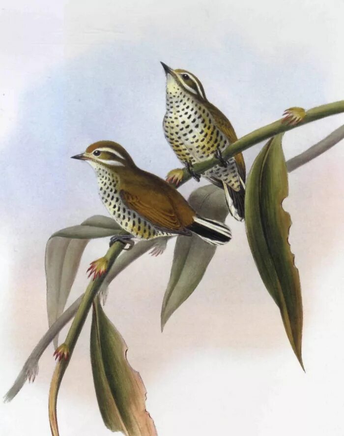 Picumnus innominatus. разные птицы на азия. азиатская маленькая птица будик. азиатские птицы. африканский карликовый лесной зимородок.