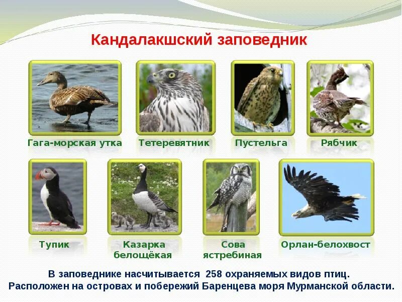 Сайт мир птиц. Орлан белохвост в кандалакшском заповеднике. птицы кандалакшского заповедника. сколько насчитывается видов птиц. путешествие в мир птиц.