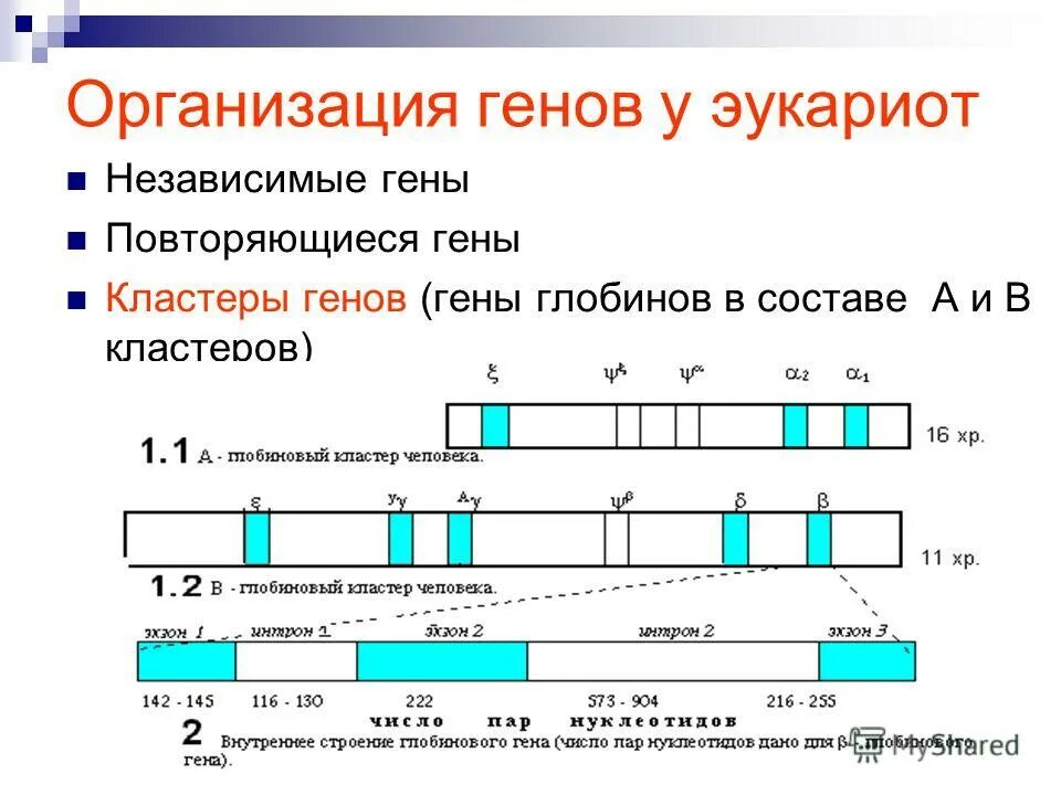 Изменение количества генов. Структура организации Гена эукариот. Гены и геном структура Гена эукариот мозаичность структурных генов. Схема строения Гена эукариот. Организация Гена у про- и эукариот.