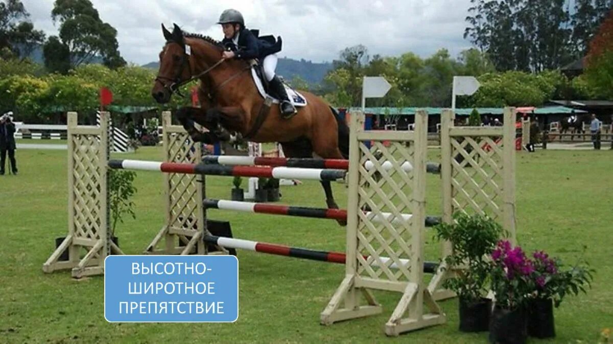 Кск дерево. Барьеры для лошадей. Барьеры для конкура. Брусья конкур. Барьеры для конного спорта.