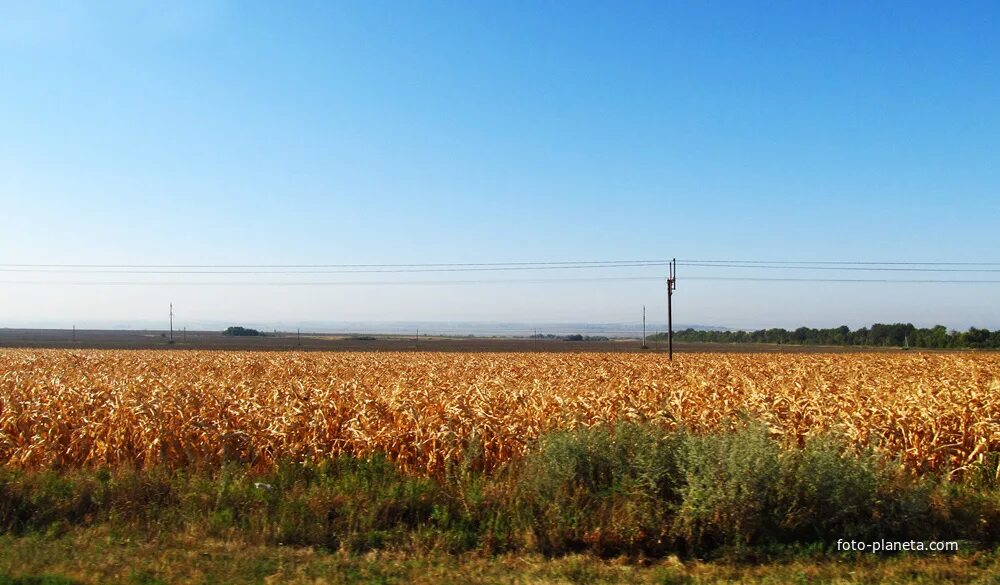 Погода ростовской области весело вознесенка. Село Советка Неклиновского района. Село Покровское Неклиновского района Ростовской области. Покровское Неклиновский район природа. Ростовская область Неклиновский район с.Синявское, с.Покровское,.