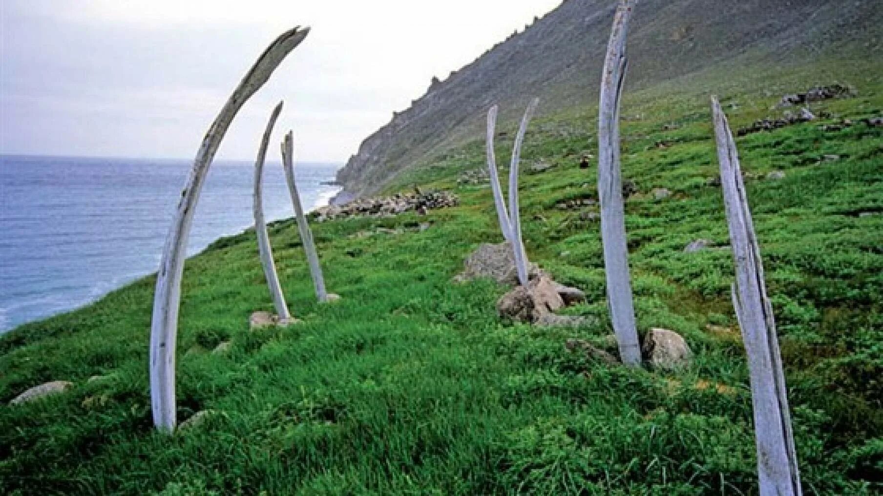 Китовая аллея. Китовая аллея, остров итыгран, чукотка. Китовая аллея чукотка. Китовая аллея на острове итыгран. Китовая аллея.