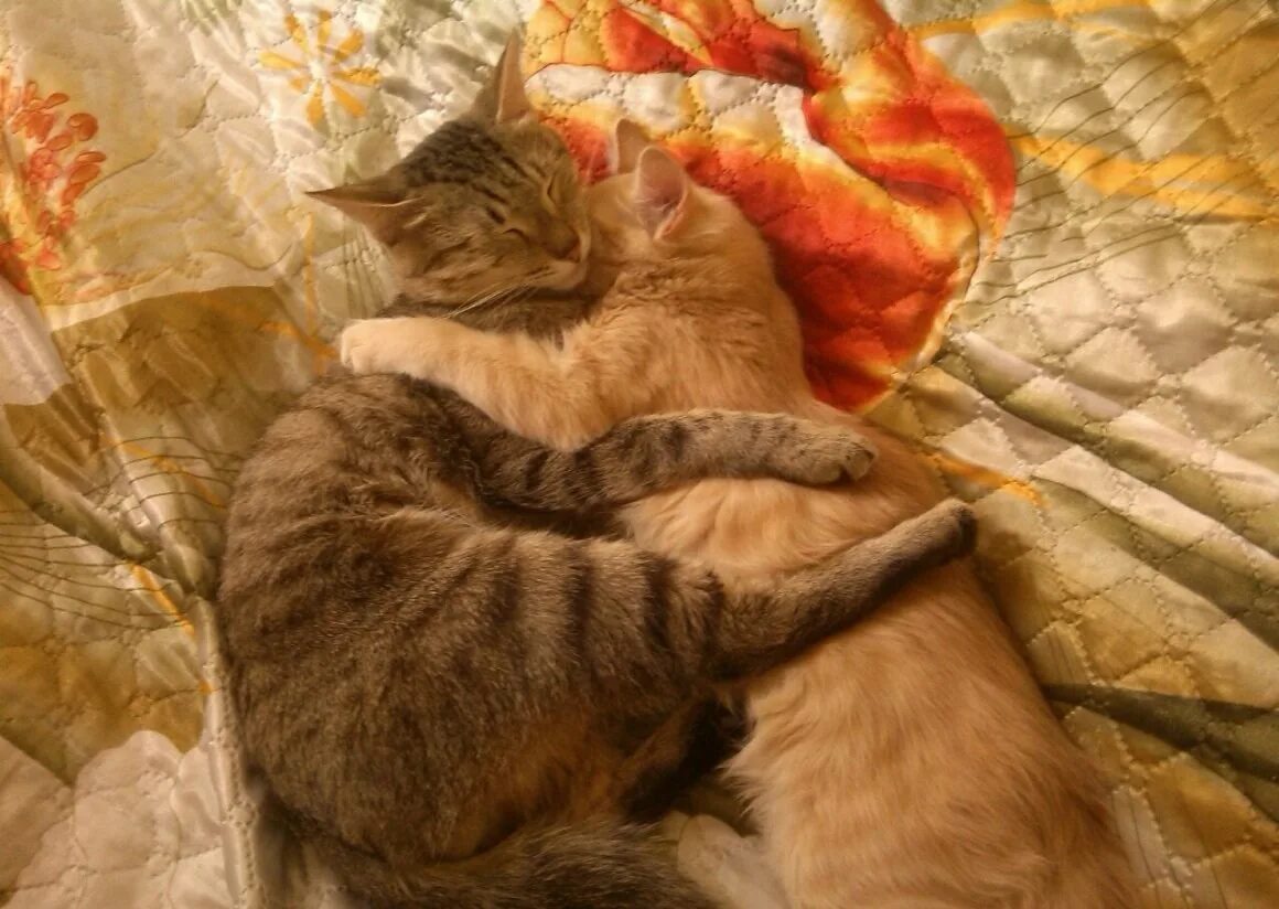 Спящие вместе коты. Влюбленные котики. коты спят в обнимку. рыжая кошка с котятами. котики обнимаются.