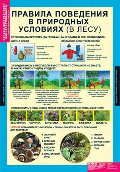 Безопасное поведение в лесу 3 класс. Правила поведения в дему. безопасность в природных условиях. безопасное поведение в лесу. памятка поведения в лесу.