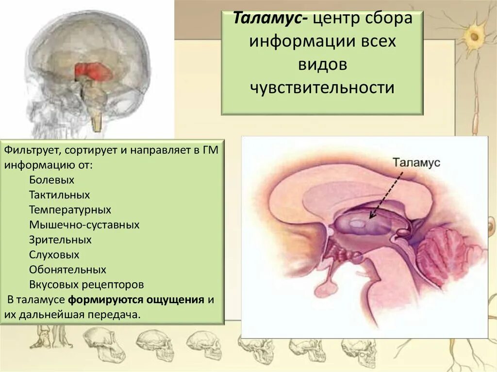 Промежуточный мозг таламус строение. Мозг строение зрительные Бугры. Строение и функции таламус строение. Структура таламуса.