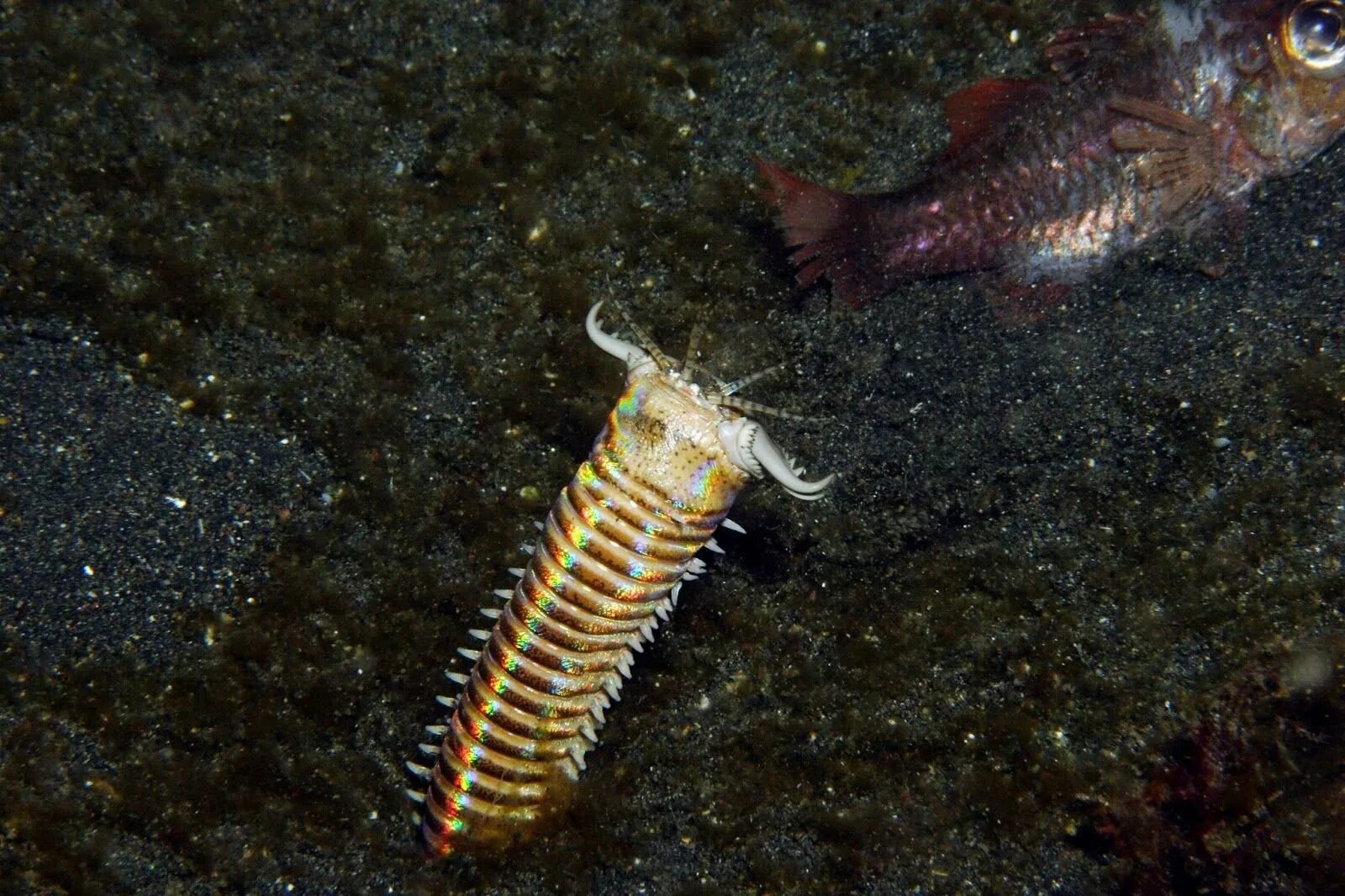 Морской червь размер. Эунице Афродита червь Боббита. Морской червь Eunice aphroditois. Австралийский пурпурный кольчатый червь. Хищный морской червь Боббит.