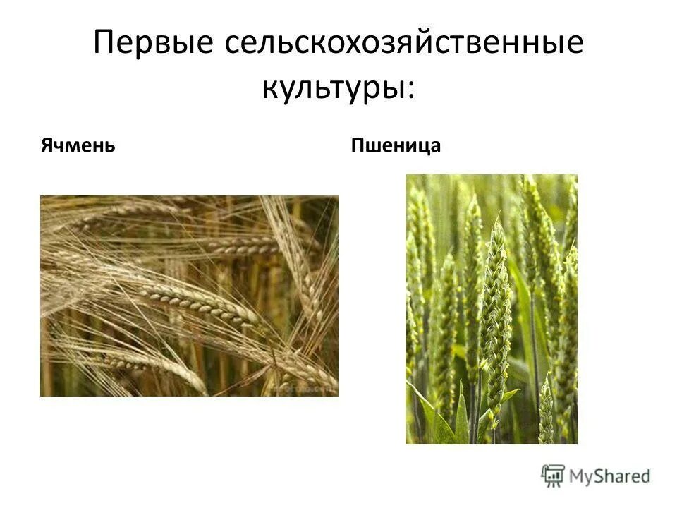 древние земледельцы. древний рим земледелие растения\\. древняя греция земия делия. месопотамия земледелие. первобытное земледелие первобытное скотоводство.