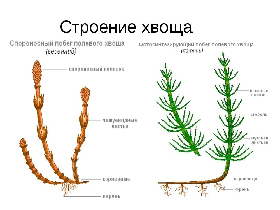 Строение весеннего побега хвоща полевого. Хвощ полевой и плаун. Спороносный побег хвоща. Хвощи и плауны строение. Ризоиды плаунов