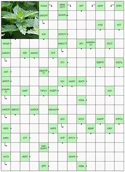 Кроссворд про крапиву. Вопросы про крапиву для кроссворда.