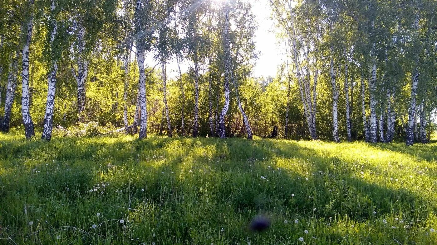 Калужские и тульские перелески. Берёзовая роща Красноуфимск. Березовая роща Рязань. Березовая роща опушка. Яранская Березовая роща.