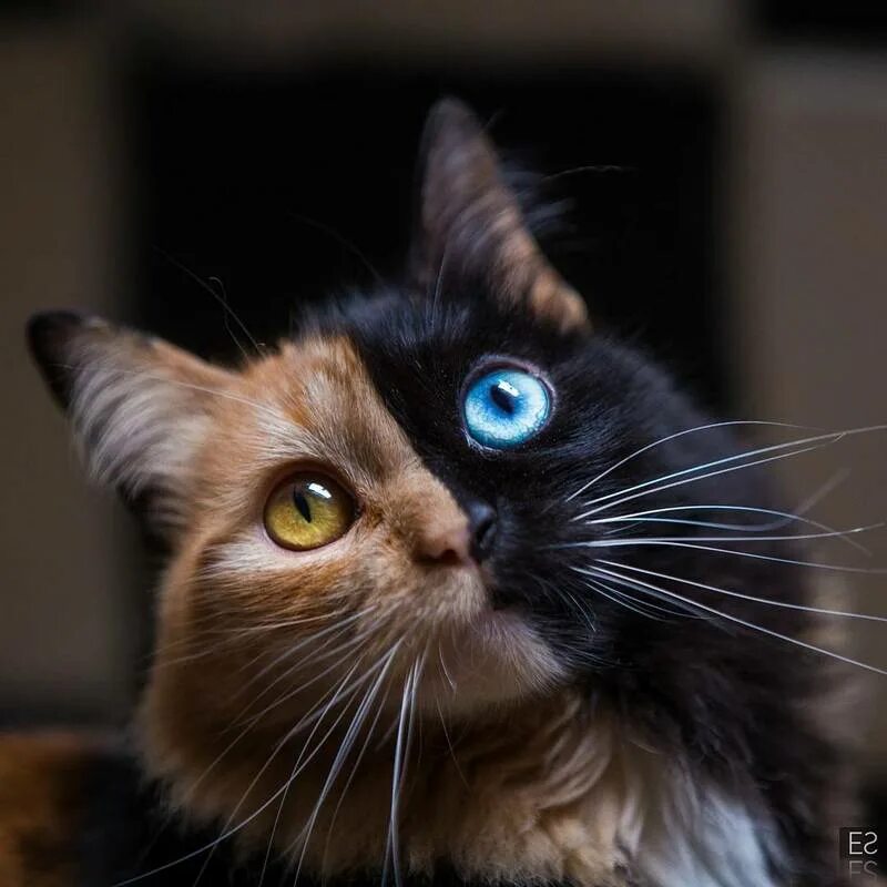 Редкие цвета кошек. Необычные коты. Красивые коты. Кот с необычными глазами. Кошки красивые необычные.