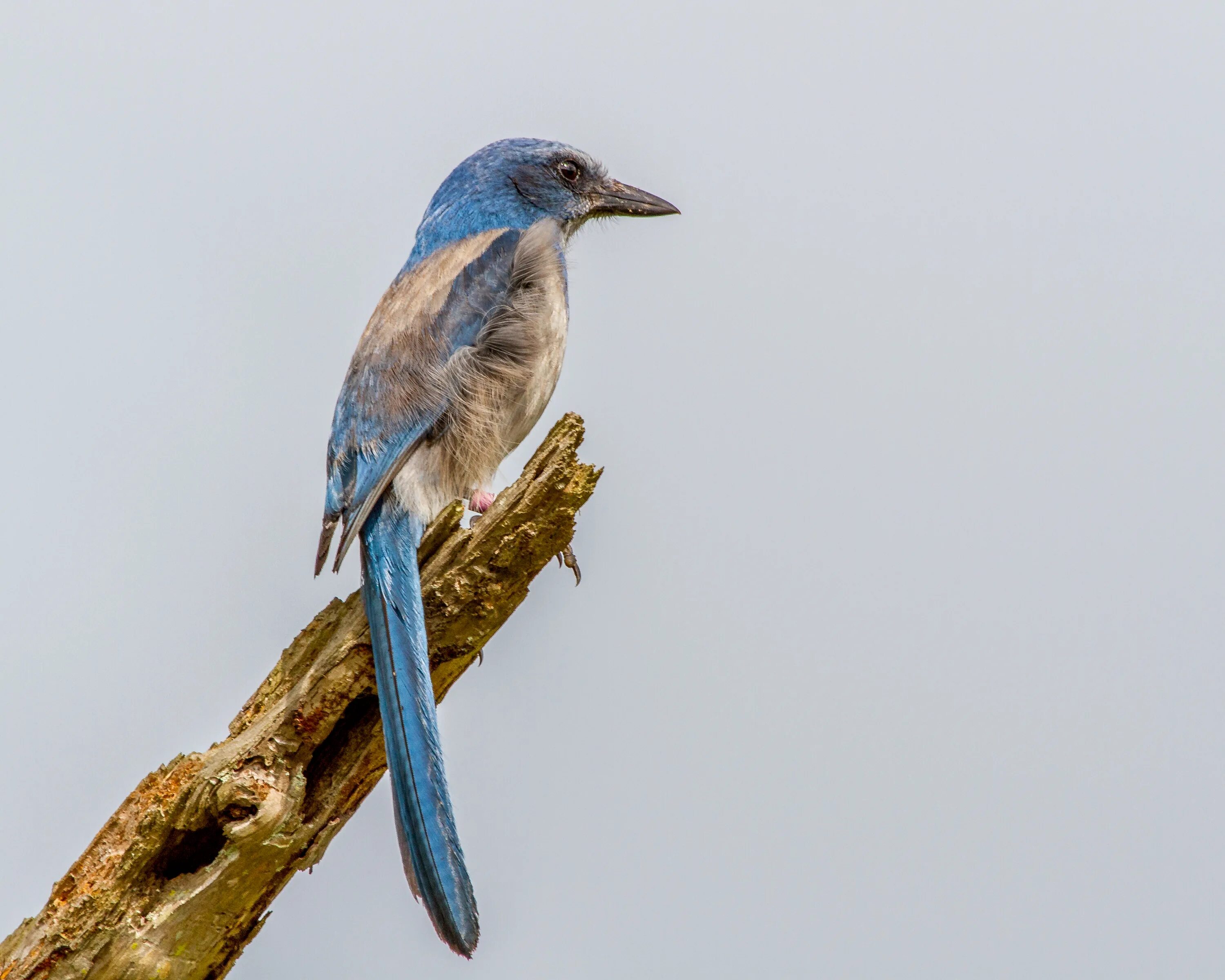Птица имеющая длинный хвост. Голубая андигена. Птица с синим хвостом. Синяя птица с длинным хвостом. Серая птица с голубым хвостом.