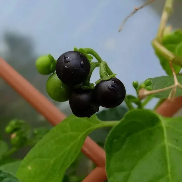 черная ягода в картошке. паслен санберри. паслен санберри. ягода паслен черный. паслен дальневосточный.