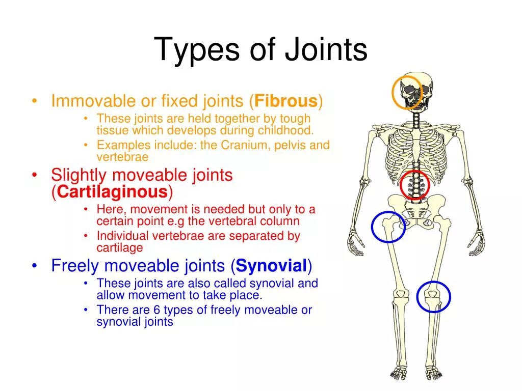 Types of Joints. Movable Joints. Types of fibrous Joint. Classification of Joints. Human types