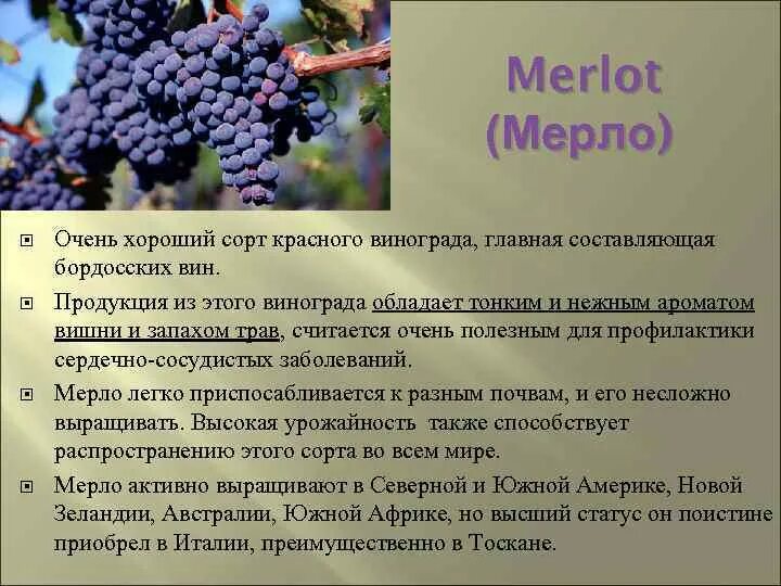 Мерло сорт винограда характеристика. Мерло сорт винограда описание. Мерло сорта чёрного винограда. Виноград красный сорт Мерло. Мерло вино сорт винограда