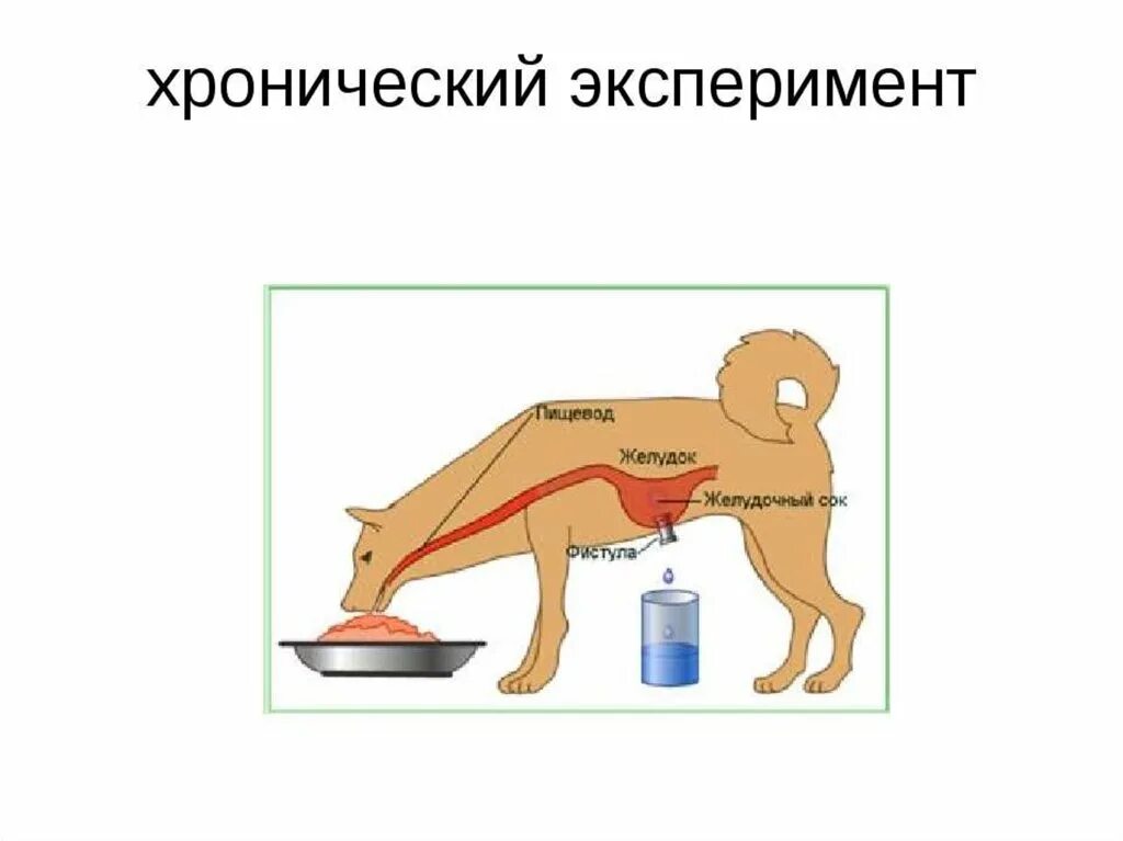 Как называется метод павлова позволивший. Метод фистулы Павлова. Хронический эксперимент. Острый эксперимент в физиологии. Метод острого и хронического эксперимента.