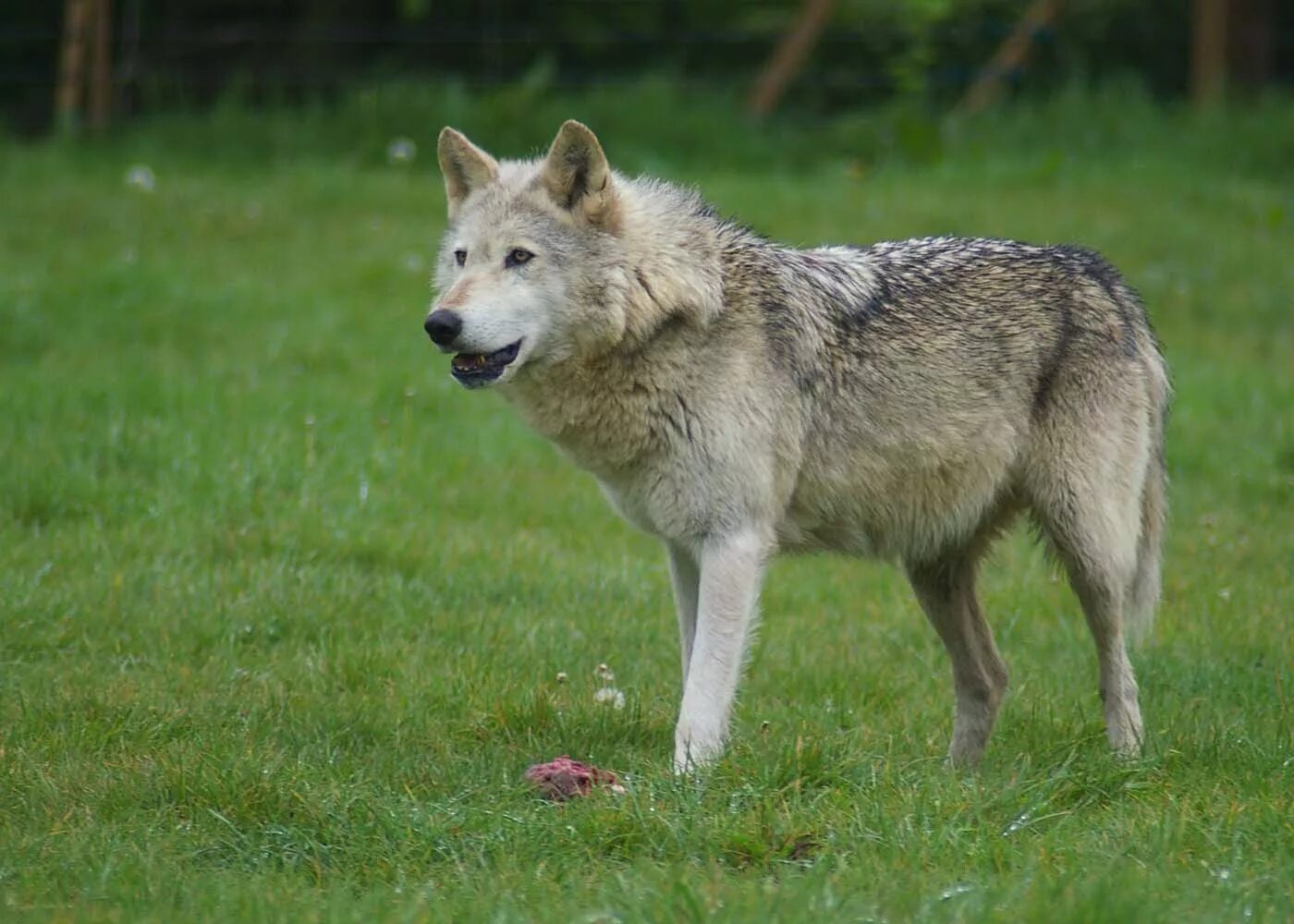 Виды воков. Волк обыкновенный (canis Lupus). Макензенский волк. Макензенский волк окрасы. Макензенский Тундровый волк.