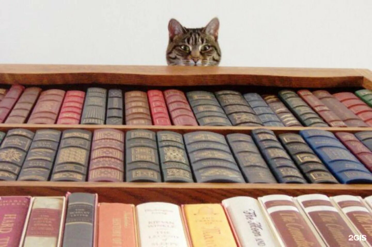 Много на свете хороших книг. Кот в библиотеке. Кот на книжной полке. Кошка в библиотеке. Много книг.