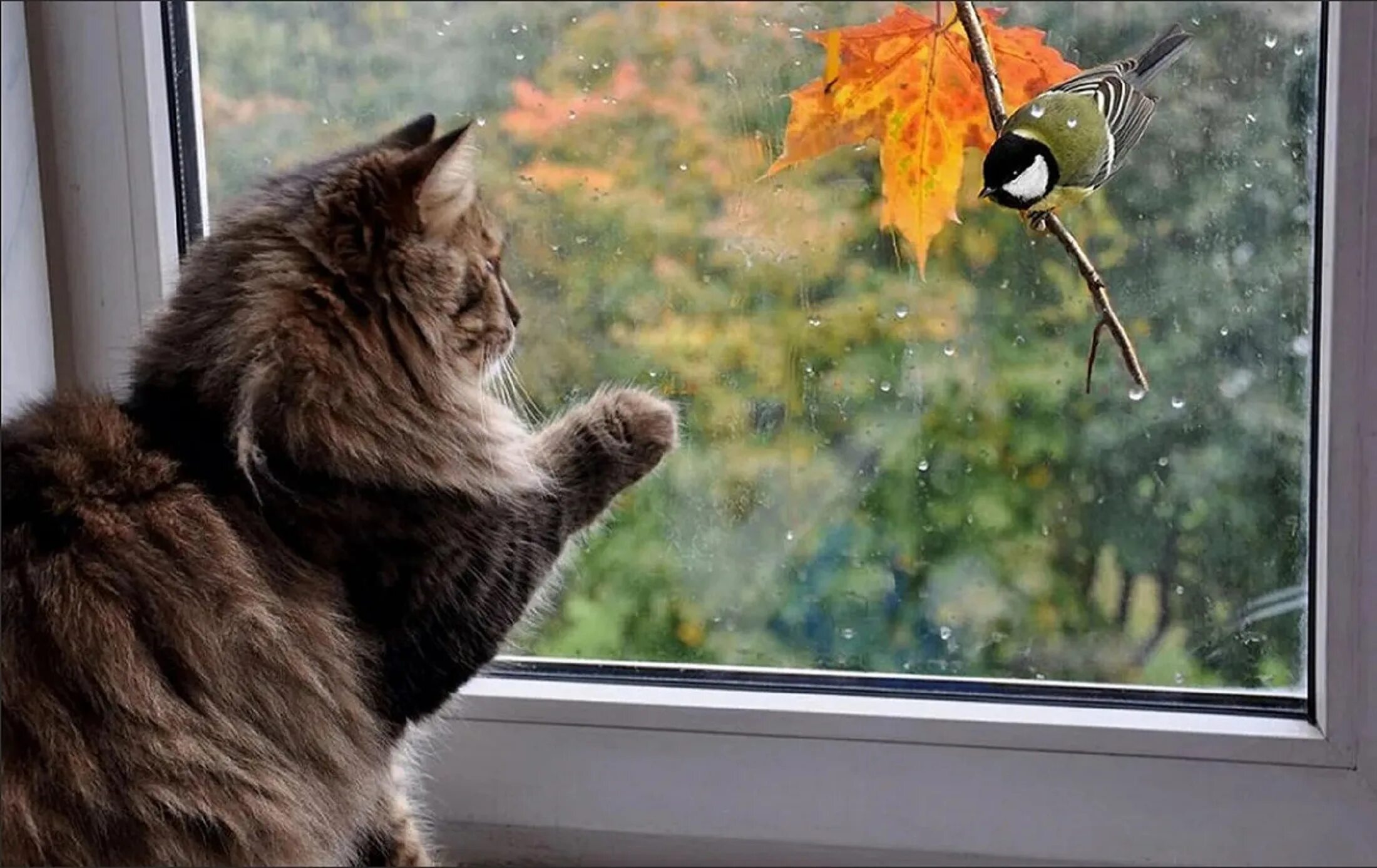 После теплого лета и дождливой осени. Осень за окном. Кот на окне. Осень дождь. Кошка на окне осень.