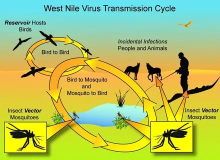 West nile virus