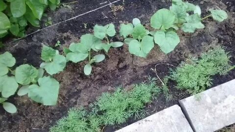 Подкормка огурцов куриным пометом