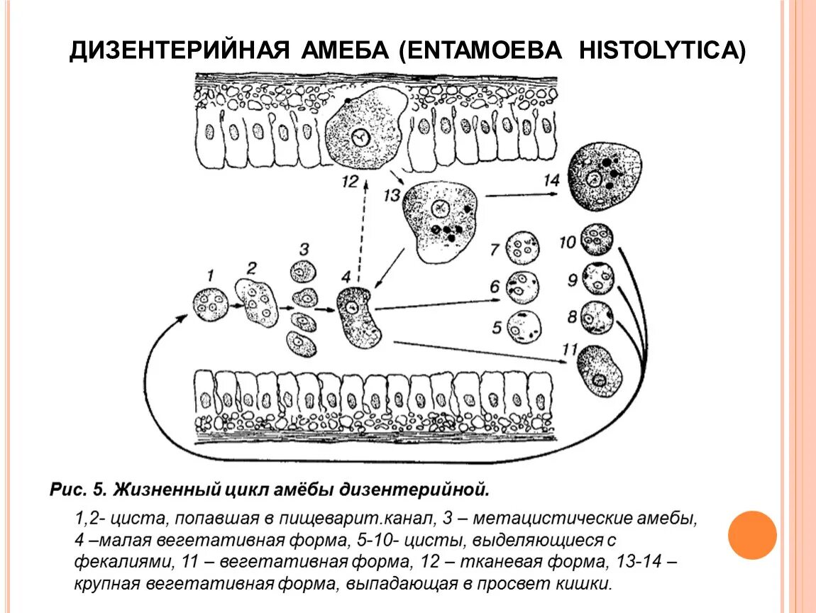 Стадии жизненного цикла цисты