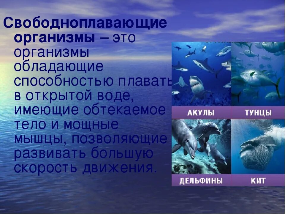 Свободноплавающие организмы. Обитатели открытой воды в море и океанах. Жизнь организмов в морях. Организмы в морях и океанах. Организмы плавающие в толще воды