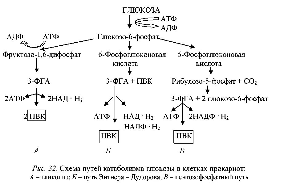 При расщеплении источника энергии атф образуется