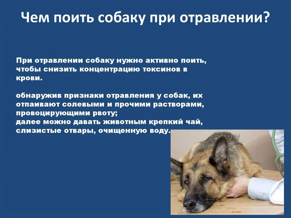 Собака пить после операции
