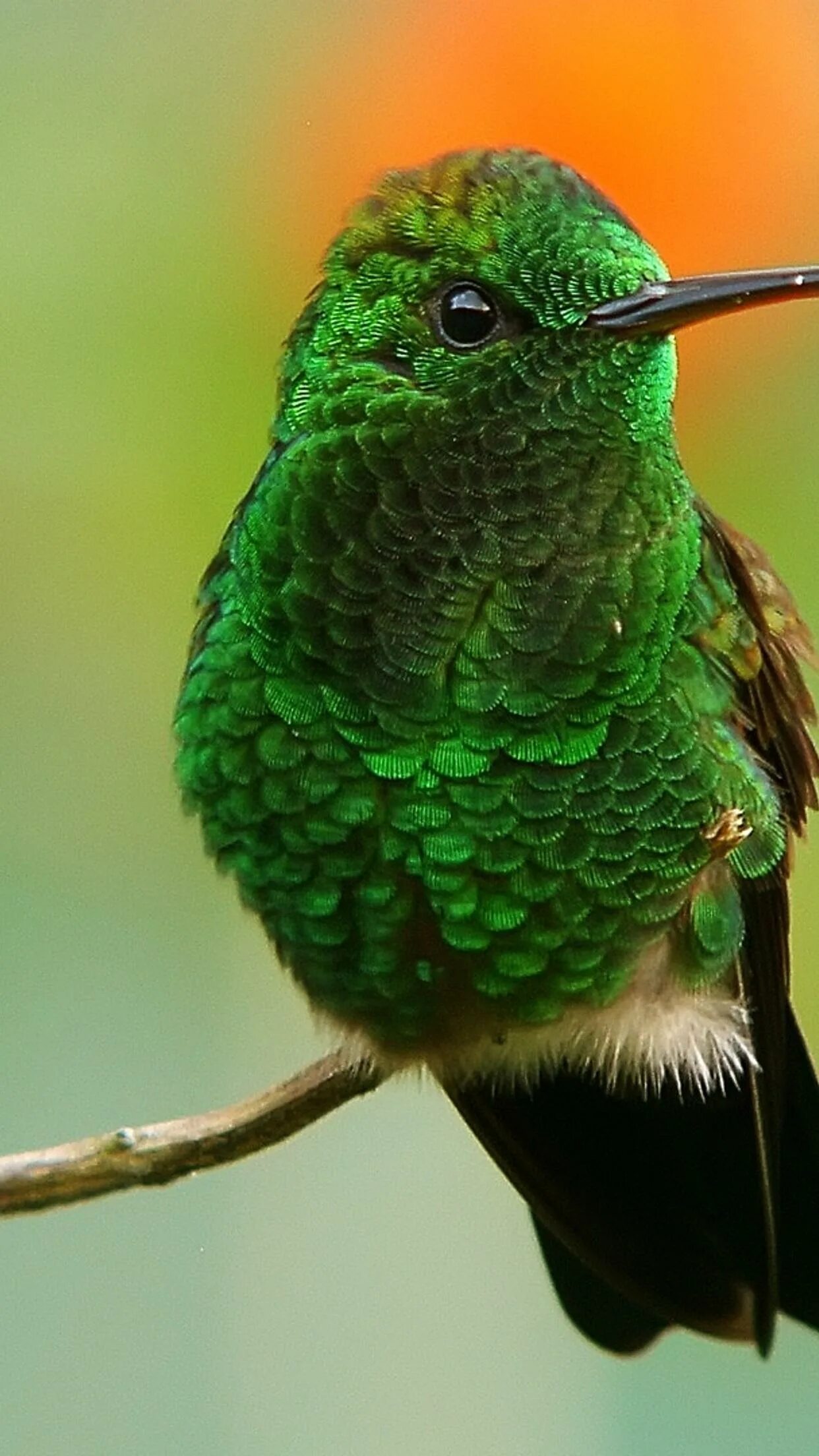 Фото зеленых птиц. Изумрудный Колибри. Колибри желто зеленая. Зеленые животные. Маленькие зеленые птички.
