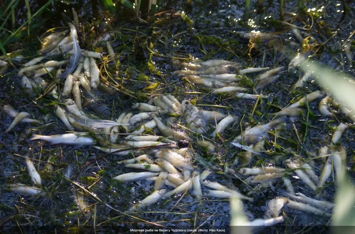 Рыба чудского озера. Массовая гибель рыбы. Гибель рыбы из за загрязнения. Чудское озеро загрязнение.