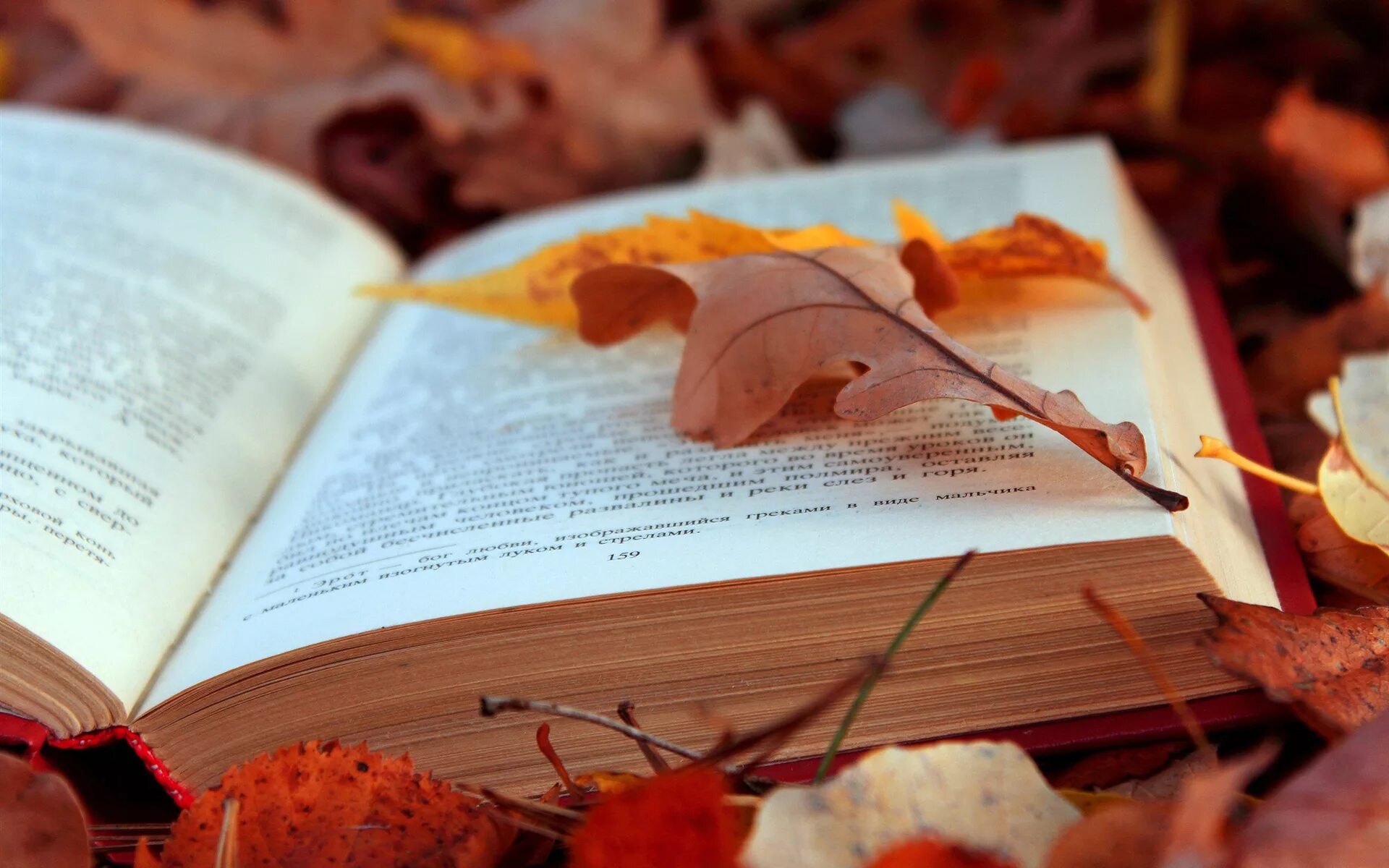 Жизнь поре книга. Книги про осень. осенняя книга. книжная заставка. поэзия осени.