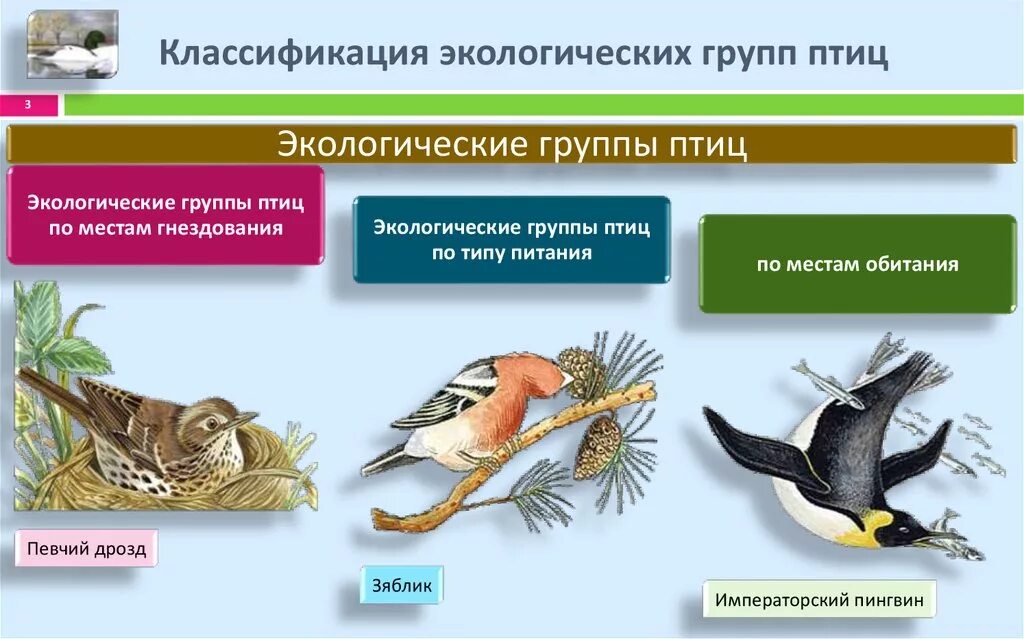 Приспособления к образу жизни птиц