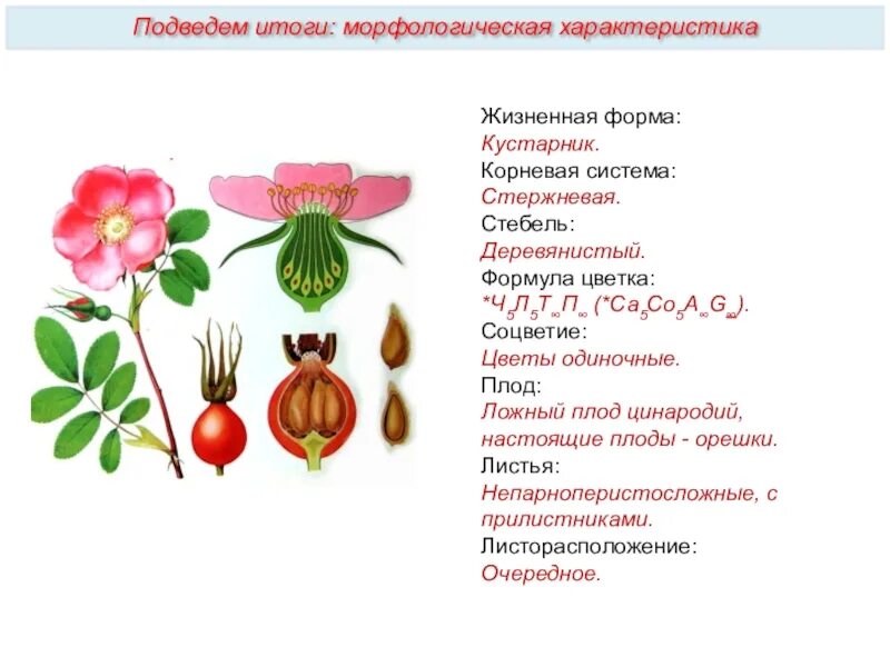 Название растения формула цветка тип плода. Шиповник розоцветные формула цветка. формула цветка плоды розоцветных. цинародий шиповника. семейство розоцветные формула цветка.