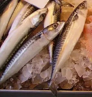 Свежемороженая скумбрия солить