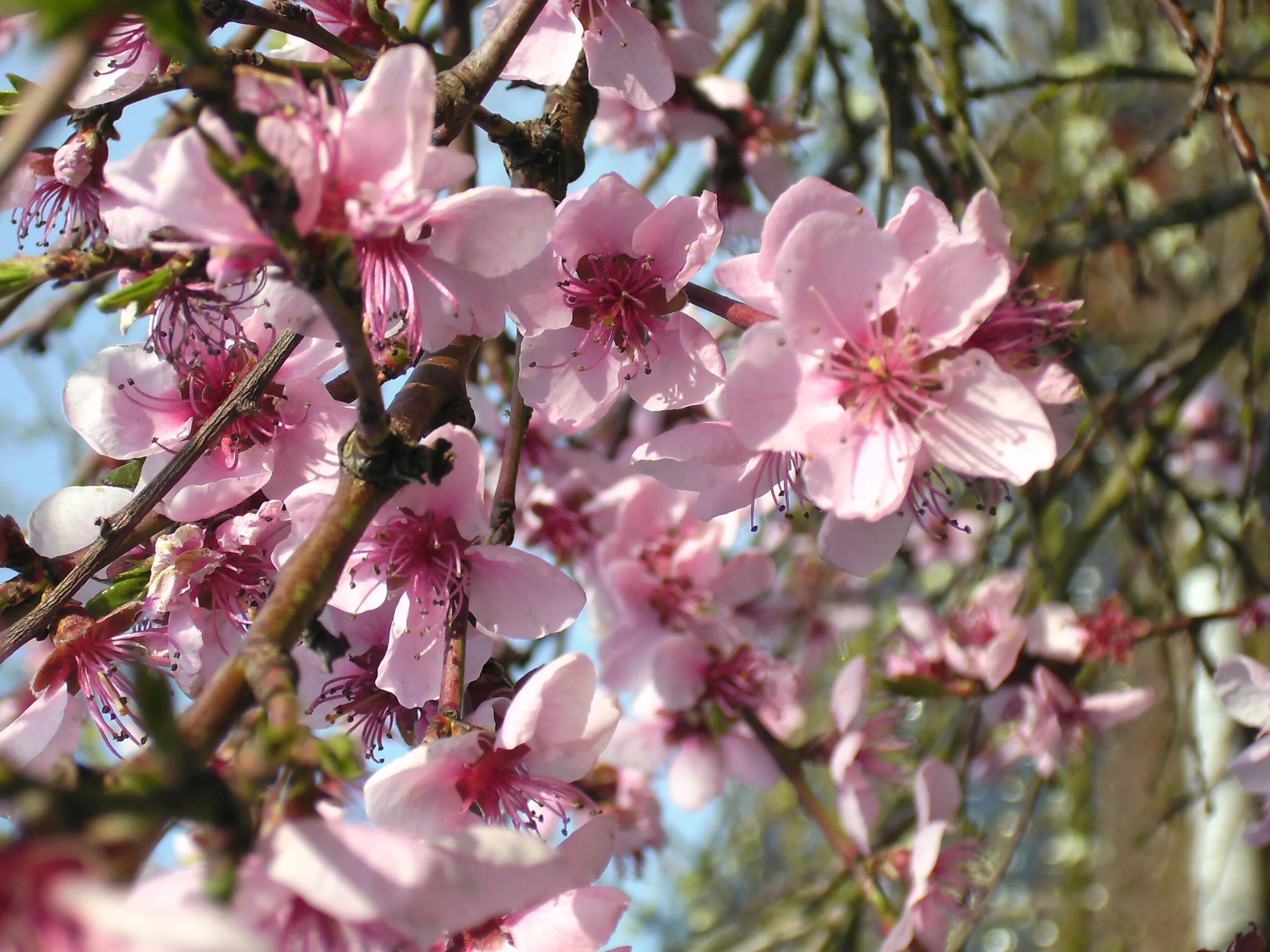 Peach blossom 4 карон. Сакура дикий персик. Дикий персик дерево. Цветение дерево персик Калининград. Цветущий персик.