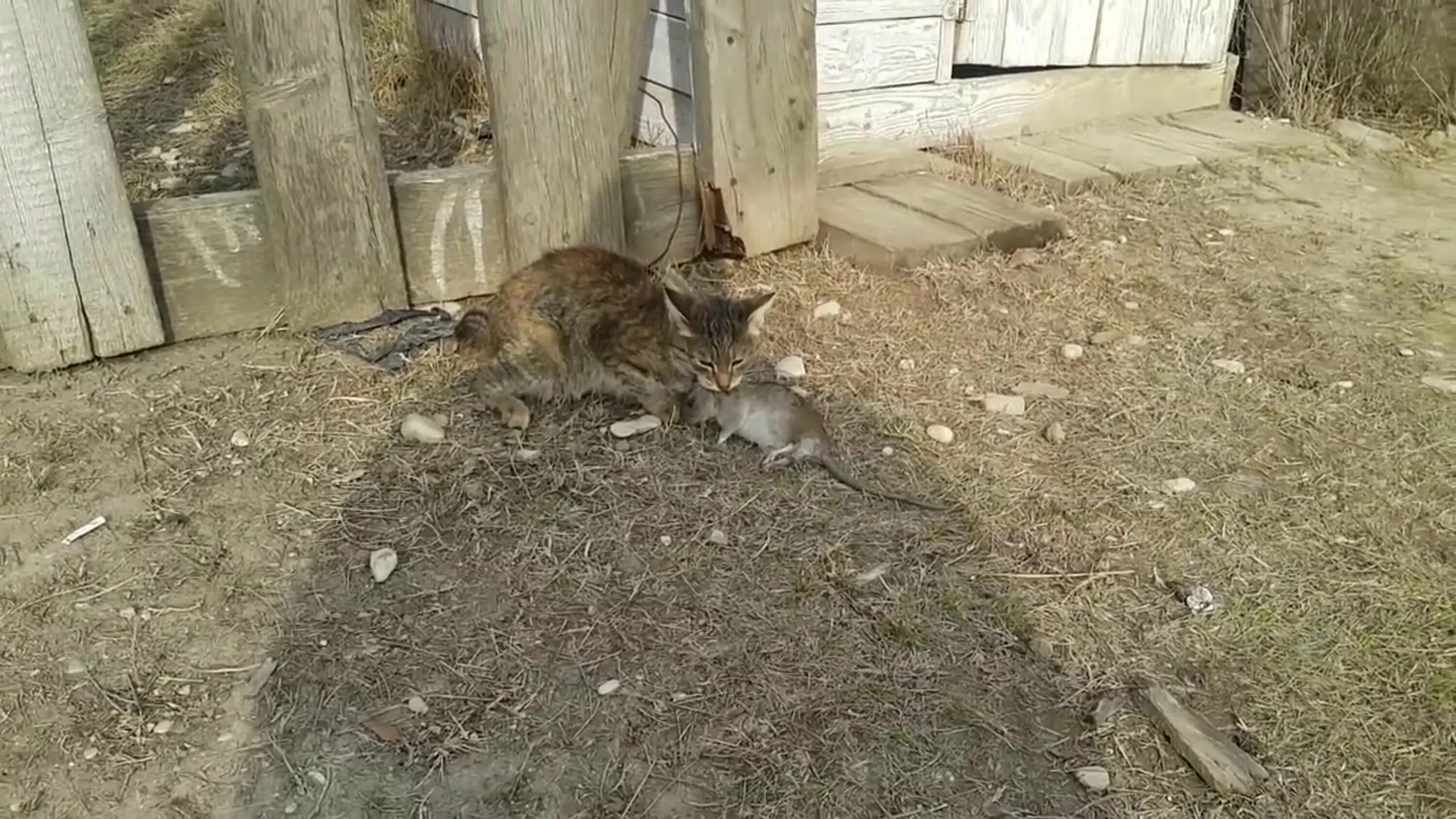 Ласка и кот. Ласка и кот