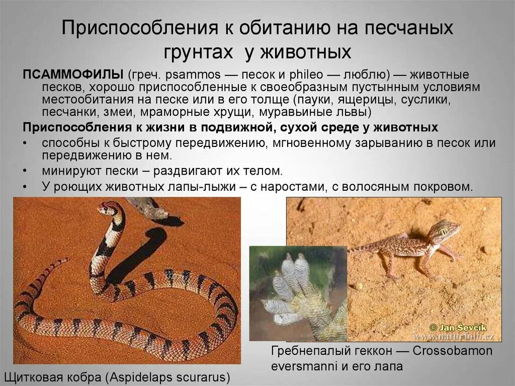 Какую среду обитания освоила песчаная змея. Приспособления животных. Адаптации и приспособления животных. Приспособление к условиям. Приспособление животных к среде обитания.