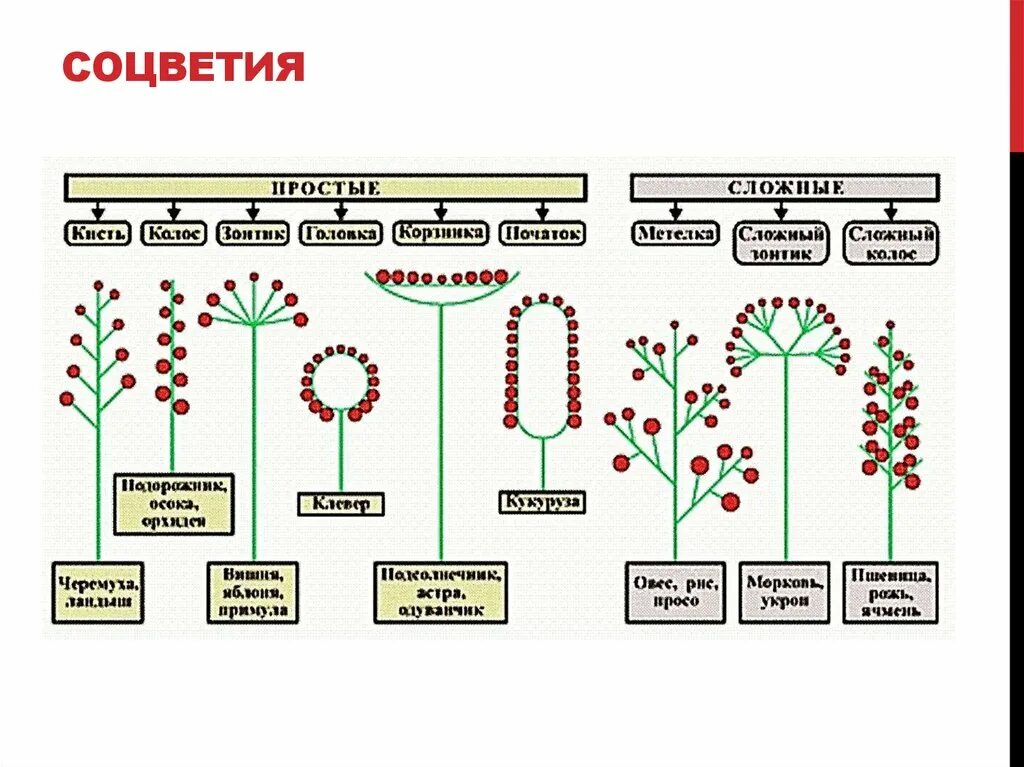 Какие соцветия могут быть только простыми. Схема классификации соцветий цветковых растений. Схемы типов соцветий покрытосеменных растений. Типы соцветий у покрытосеменных растений. Соцветия 6 класс биология.