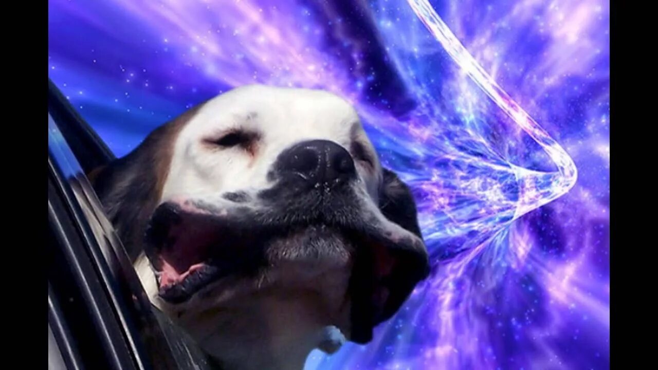 Космосе после собаки. Животные в космосе. Собаки в космосе. Смешные животные в космосе. Смешная собака в космосе.