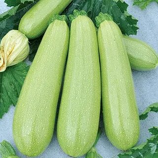 Г кабачок 1 шт