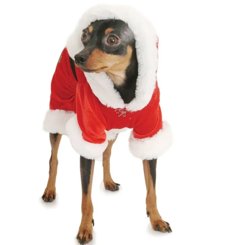 Новогодний костюм для собаки. Костюм Деда Мороза для собаки. Новогодние костюмчики для собак. Новогодний костюм для собачки.