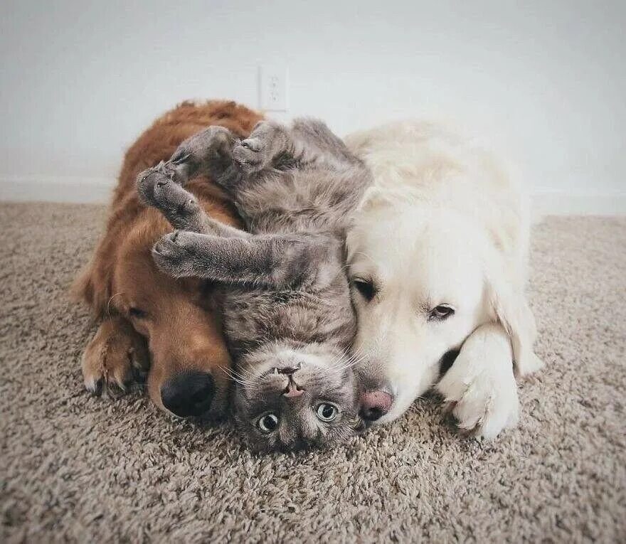 Нравится кошка собака. Кошки и собаки. собака с кошкой дружат. дружба кошки и собаки. трогательные животные.