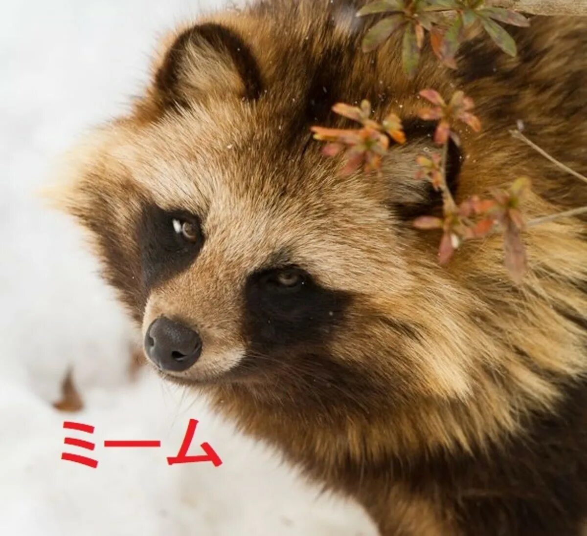 Танука фото. Тануки енот япония. Енотовидная собака тануки. Енотовидная собака тануки. Енотовидная собака тануеа.